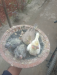 Cockatiel hand tam baby for sale